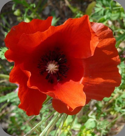j_ai_descendu_ds_mon_jardin_3_phf