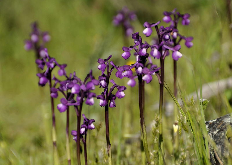 _DSC0632_Anacamptis_champagneuxii