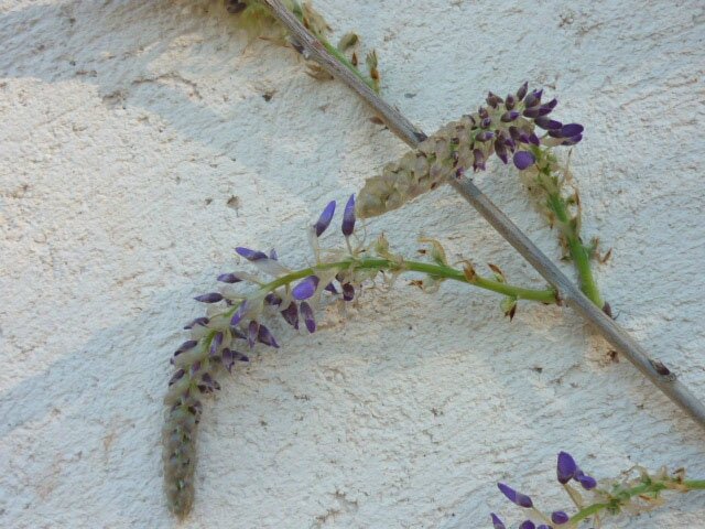 P1130352
