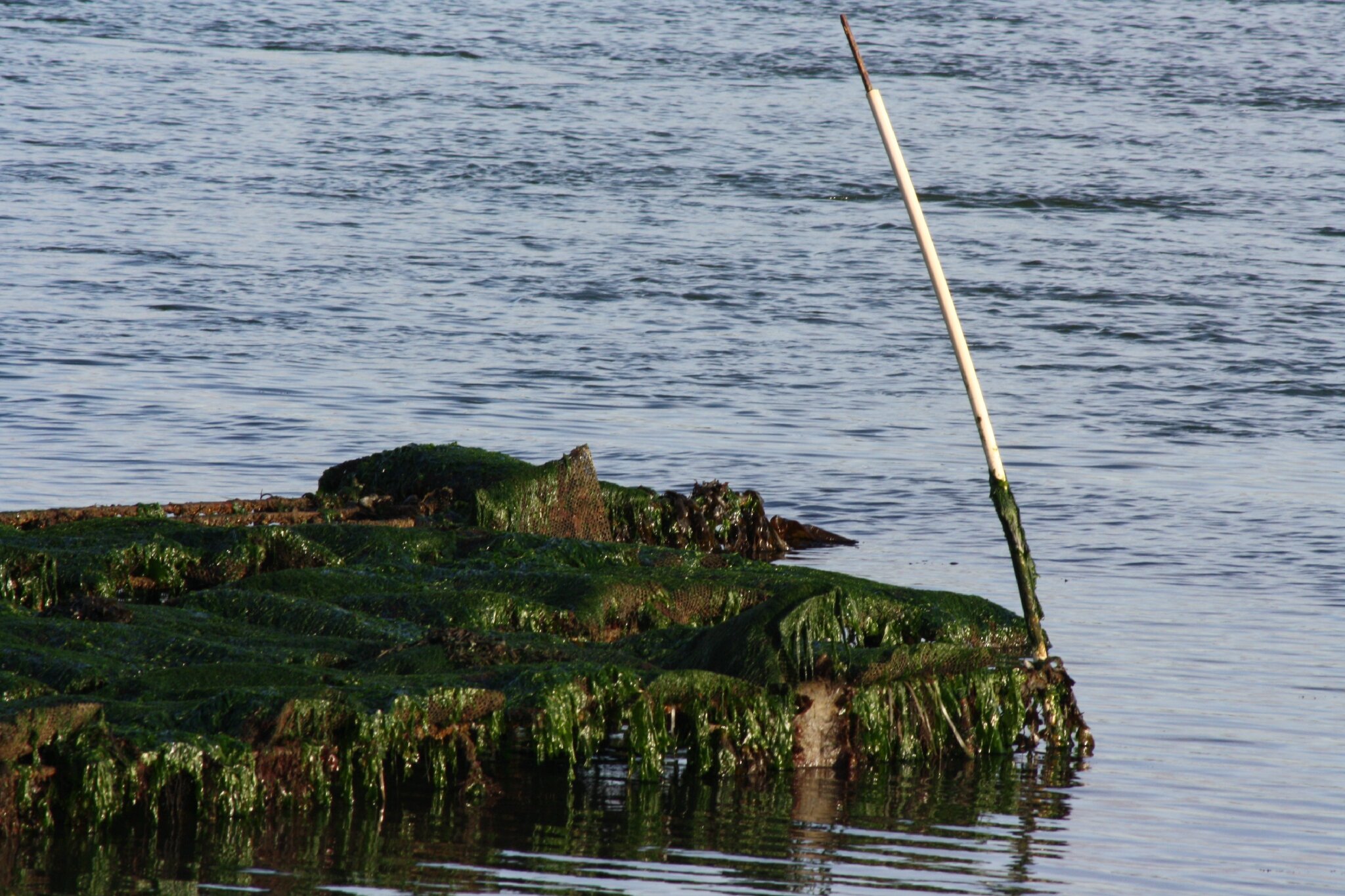 Le bail de létang dans le domaine de Moscou pour la pêche