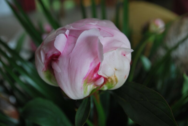 Pivoine fête des mères 2014 003