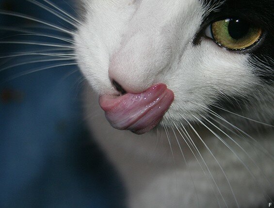 slurp