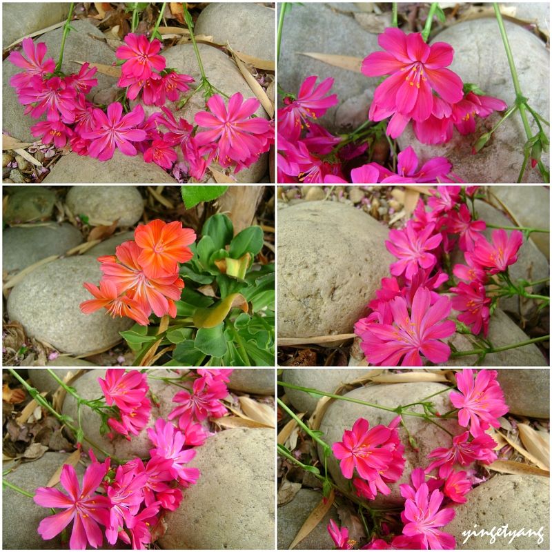 Lewisia