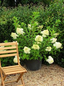 Petit tour dans le jardin - Le jardin et le potager du Zen Home