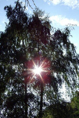 Auvers_249