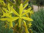 1asphodeline-lutea