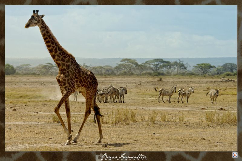 Kenya 12b