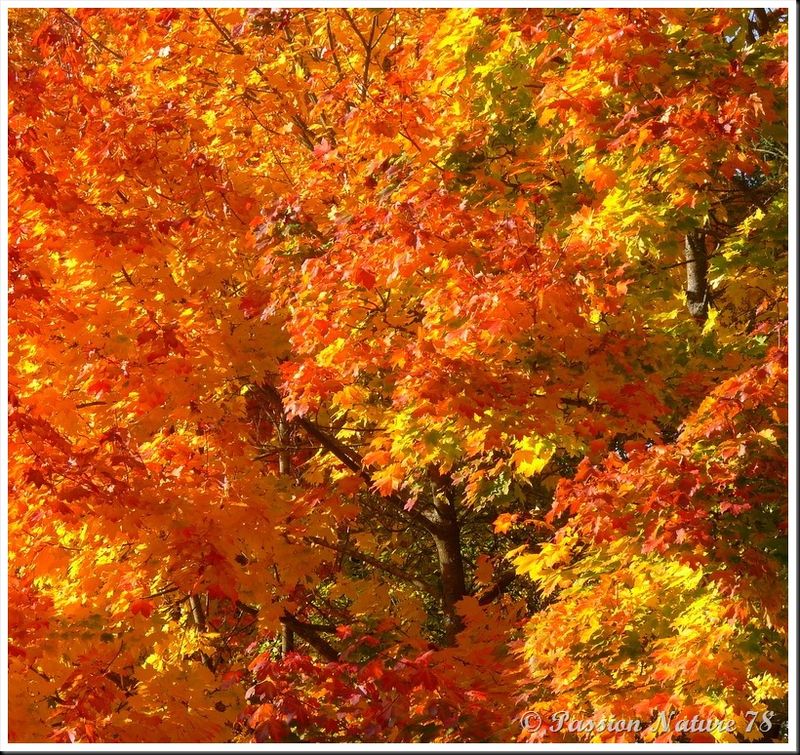 La forêt aux couleurs d'automne (13)