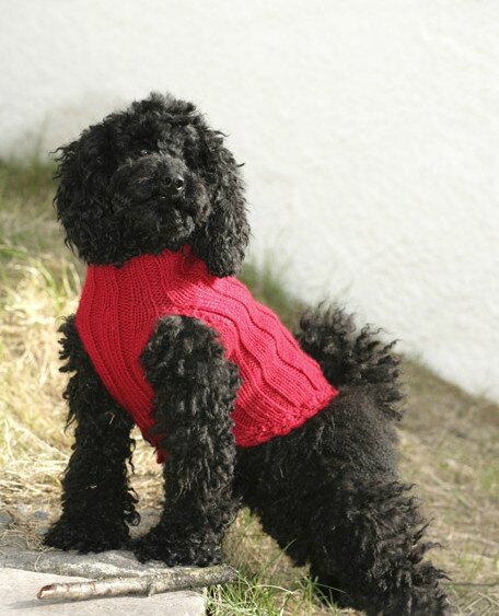 apprendre a tricoter un manteau pour chien
