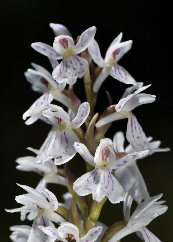 _DSC0083_Dactylorhiza