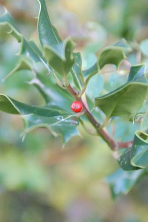 12-12-11 Le houx