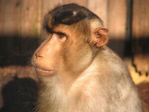 Macaque