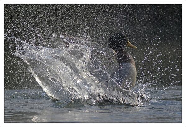 ville lulu canard bain gouttes 3 matin 111112