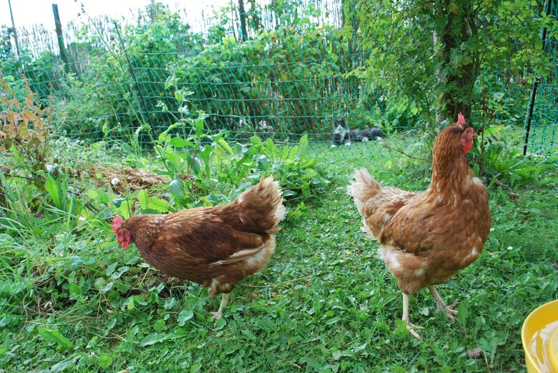 Poules 01082014 016