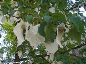 Arbre_a_mouchoirs_2