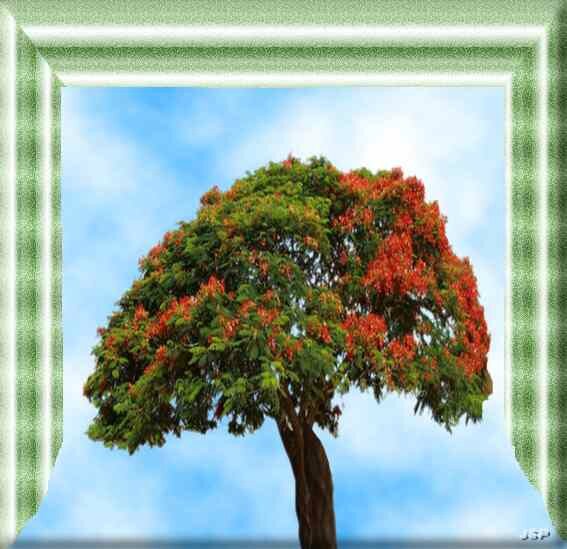 arbre
