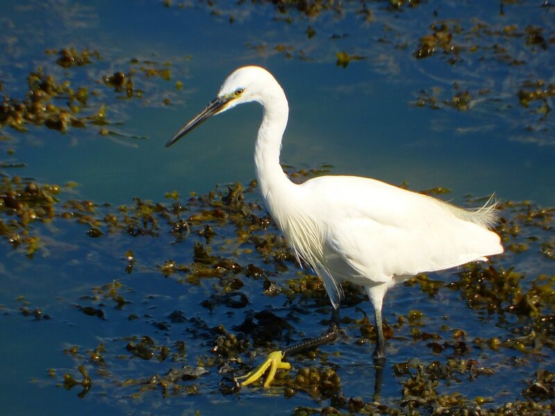 aigrette