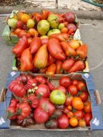 19-tomates du jour (3)