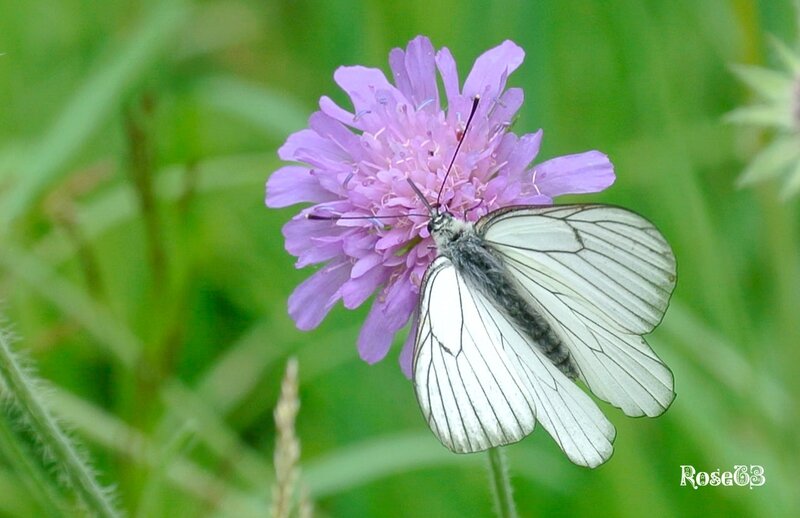 Papillon blanc et fleur de montagne
