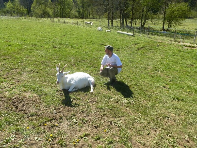 A de ferme en ferme , la jolie chèvre de Monsieur Seguin