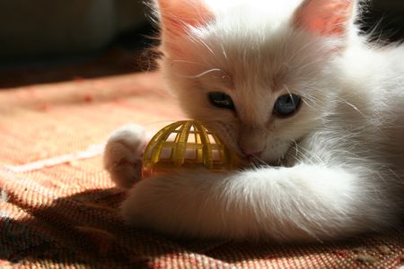 Chatons_26_avril_2008_066