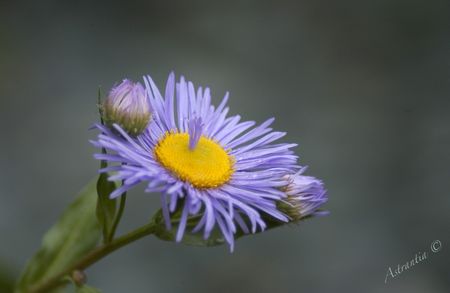 erigeron_grandiflorus
