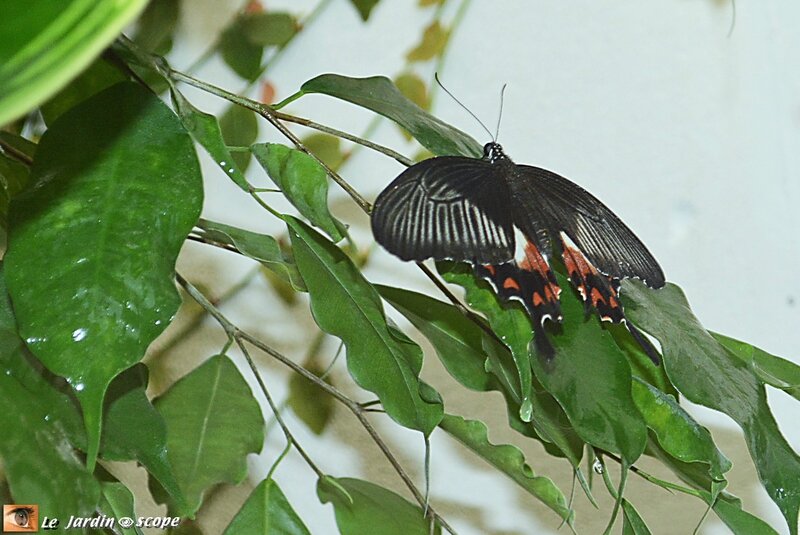 Papilio polytes mâle • Papilionidae 