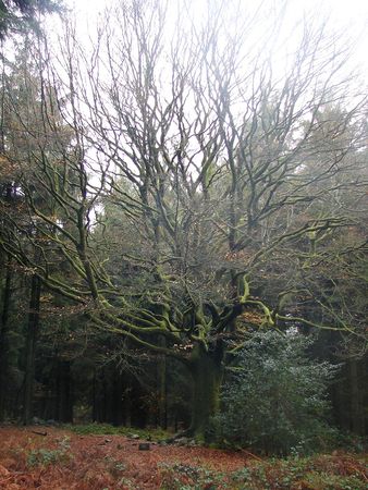 Ponthus_1