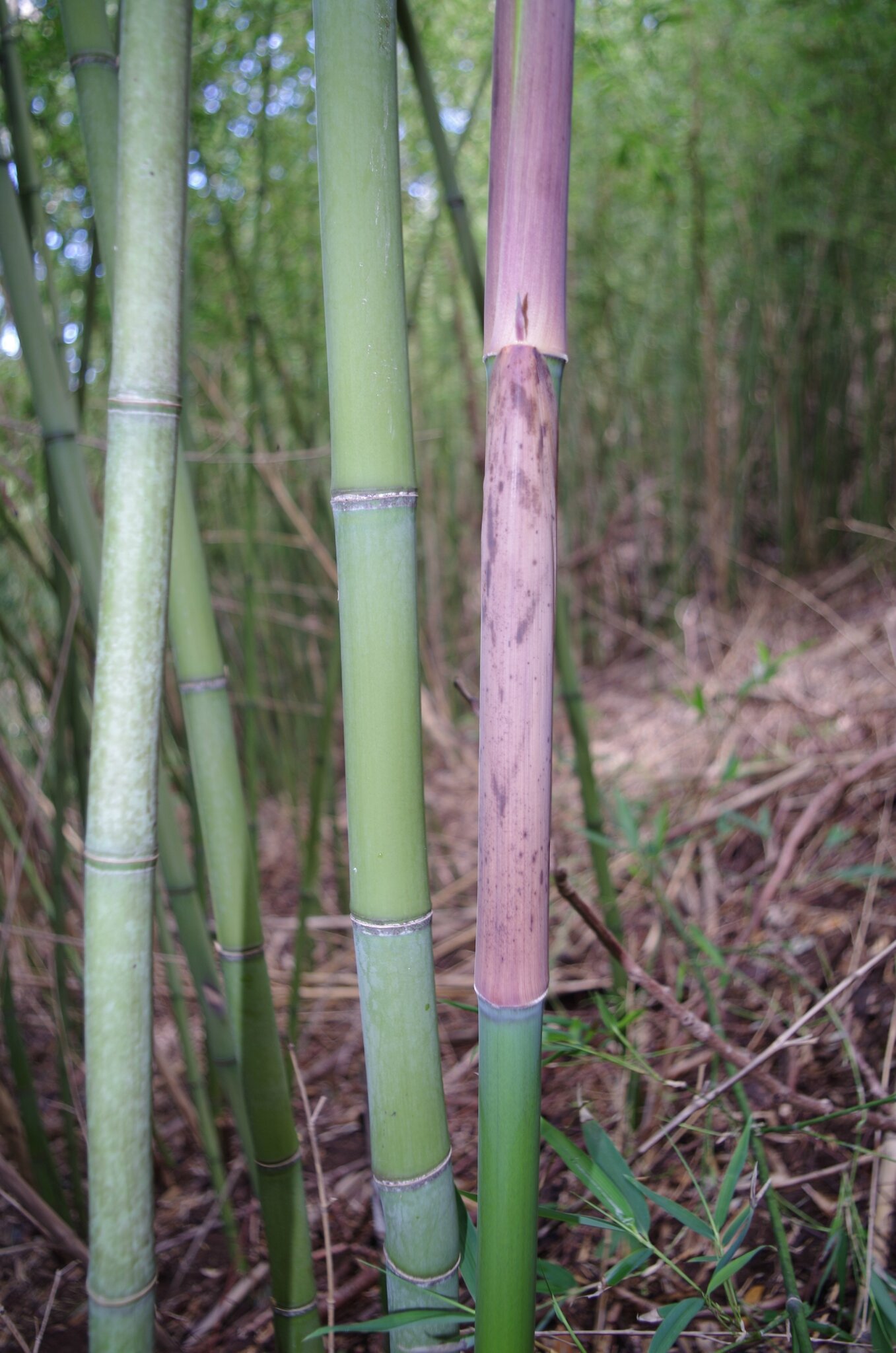 site de rencontre bamboo