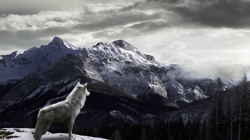 120805__wolf-mountains-snow-fog_p