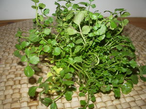 IMGP0677