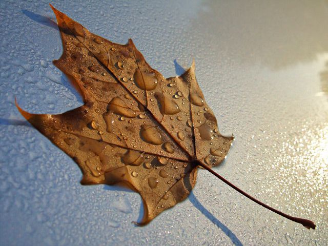 DSCF9384