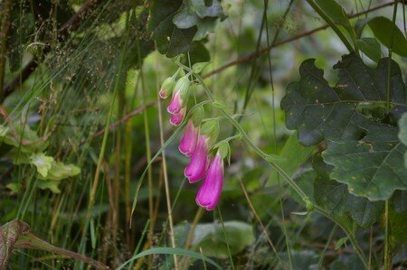 IMGP6973