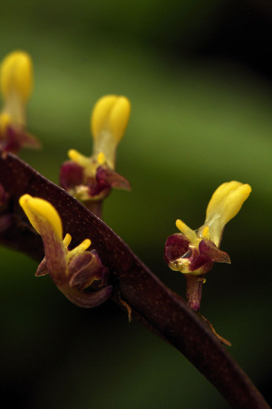 _DSC0113_Bulbophyllum_falcatum