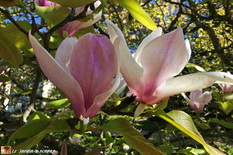 Magnolia - jardin du musée de l'École de Nancy