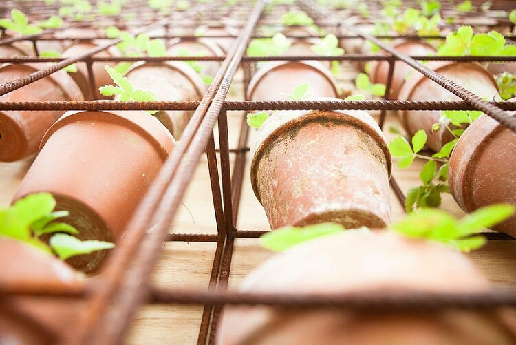 jardin dans la decobelge (34)