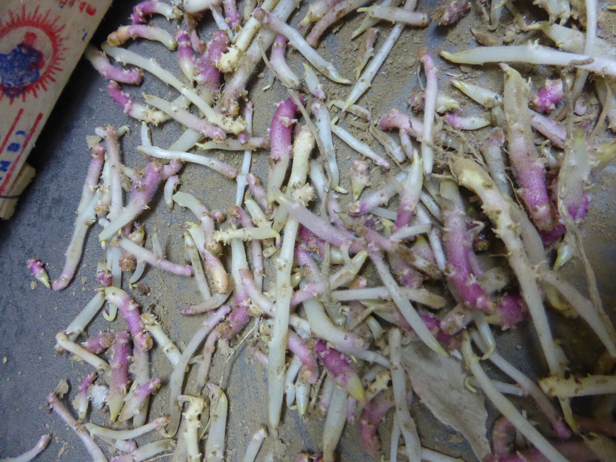 Résultat de recherche d'images pour "germes de pommes de terre passion potager"