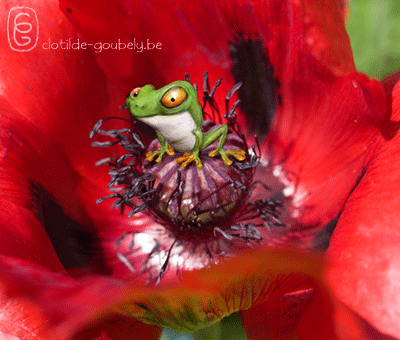 coquelicot-v3-animation-mini
