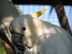Cacatoes___huppe_jaune