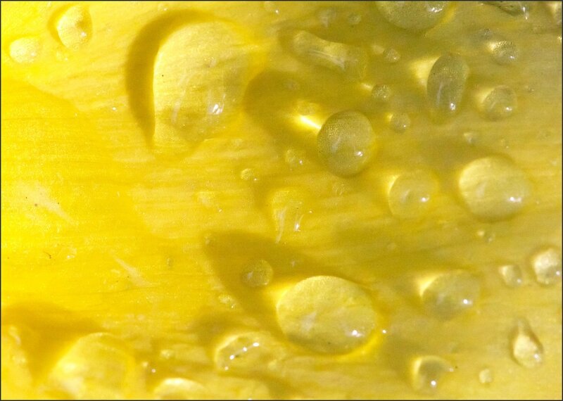 jaune jonquilles gouttes 130315