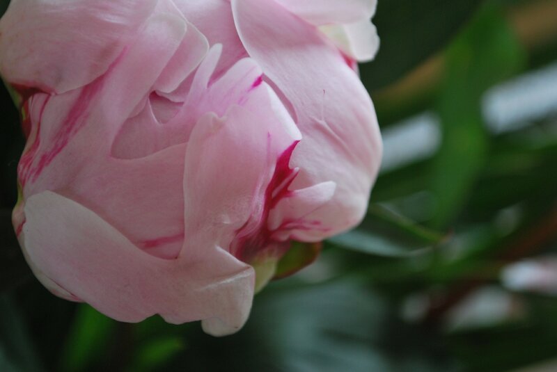 Pivoine fête des mères 2014 006