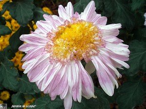 Chrysanthemes_9