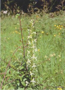 Orchidée longue sur tige
