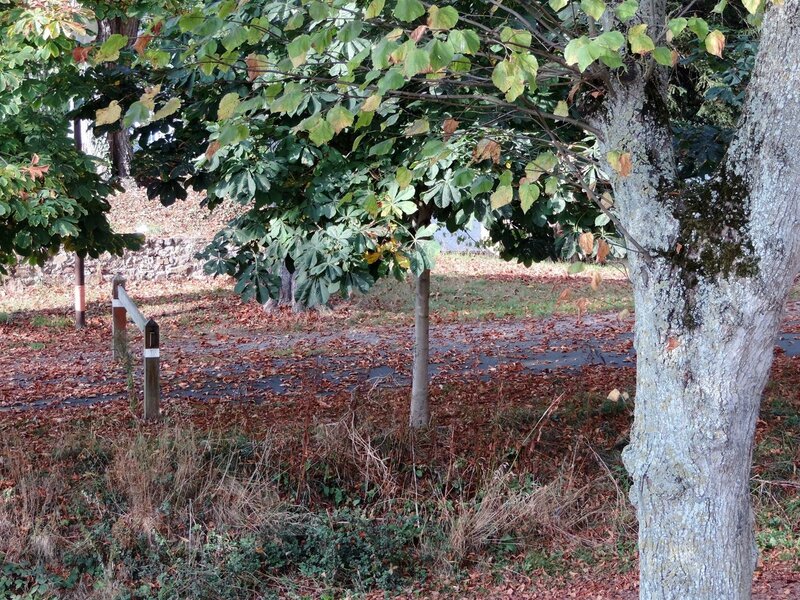 _copie-0_DSCN9749