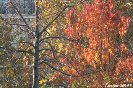 5_novembre_2007_061_copie