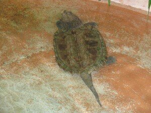 Tortue_alligator