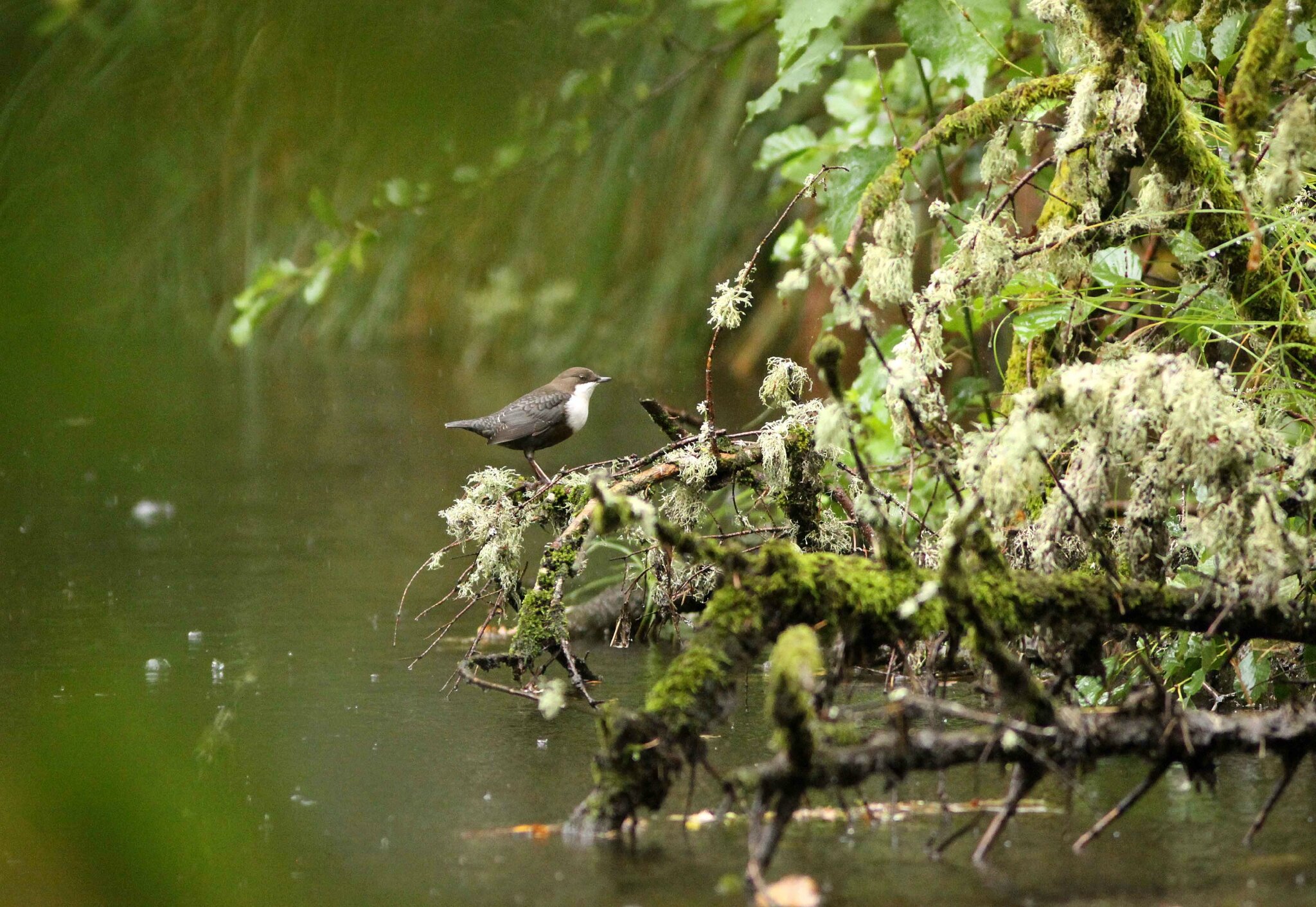 Comment S Appelle La Phobie De La Pluie Morvan (10) - Oiseaux et Compagnie