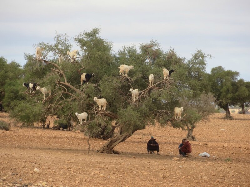 Essaouira (3)