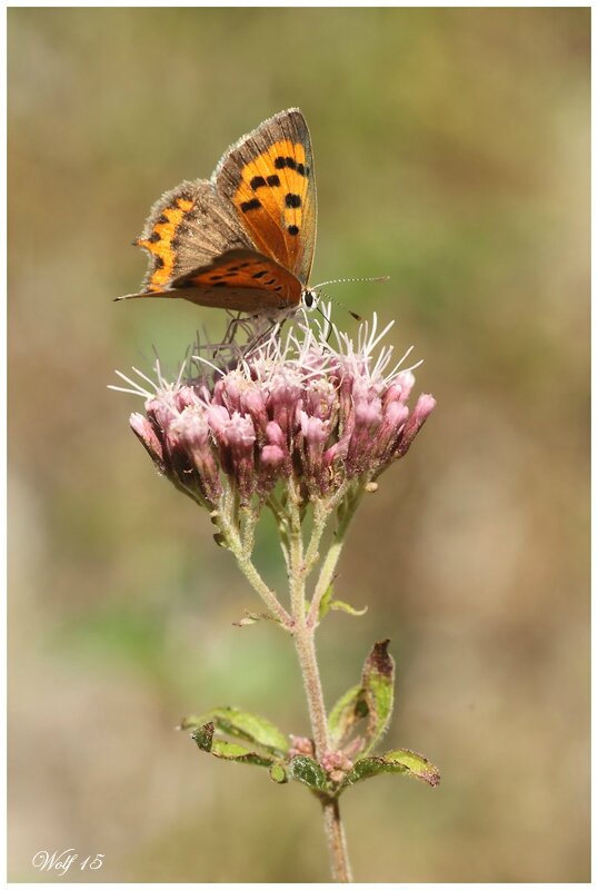 Cuivré Commun : Heodes (lycaena) Phlaeas - Mes Dernières Photos