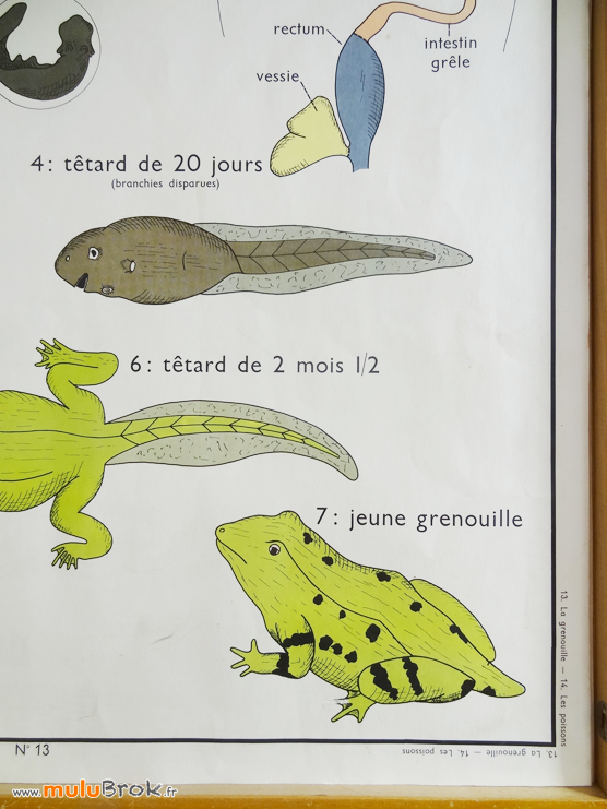 AFFICHE-SCOLAIRE-Grenouille-Poissons-7-muluBrok